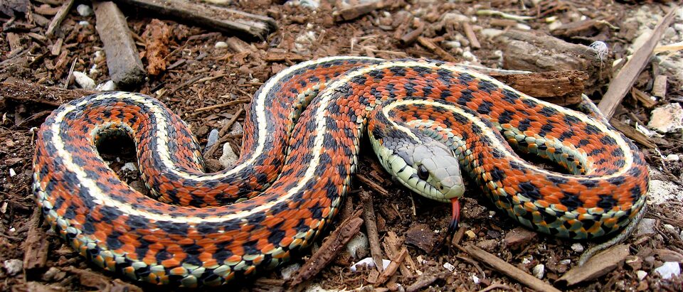 9 Ways to Get rid of Snakes Under a Concrete Slab