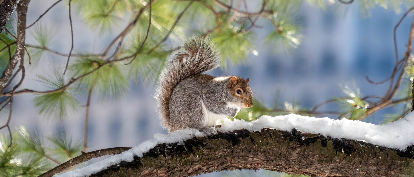 Eastern gray squirrel in Central Park, New York.