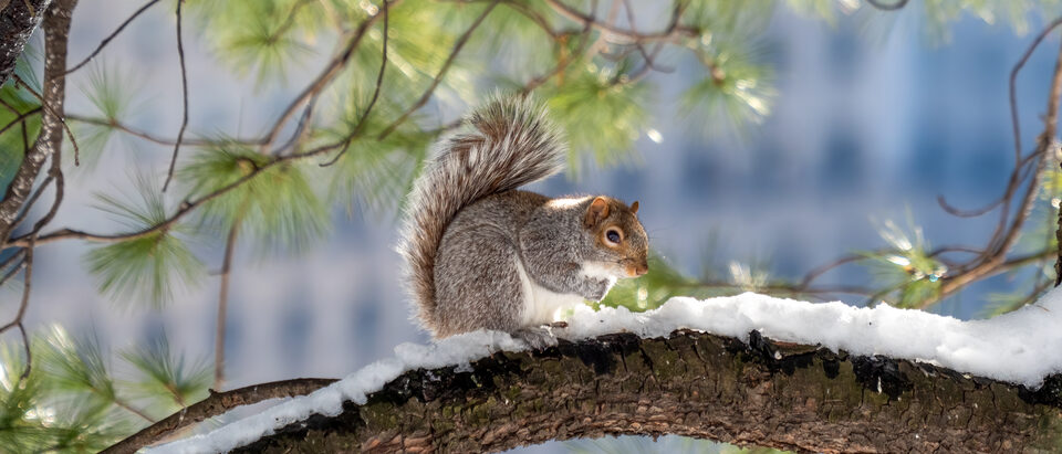 9 Ways to Keep Squirrels Away From Your Car