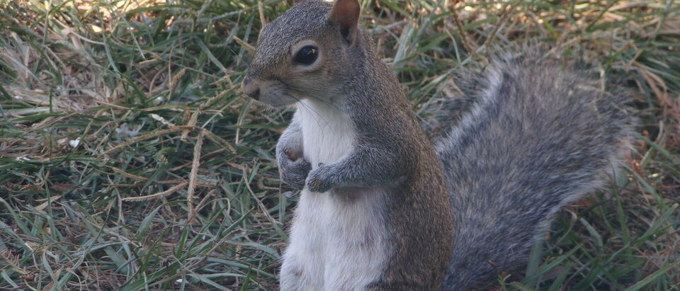 7 Ways to Remove Squirrels From Car Engines