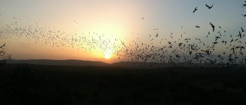Bats flying into Texas sunset