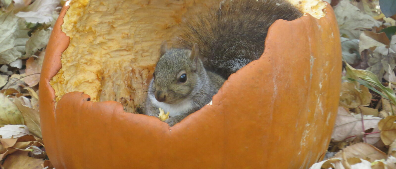 Gray squirrel inside a chewed pumpkin