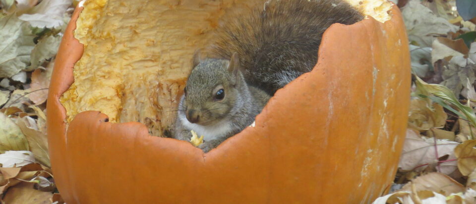 What Can Squirrels Not Chew Through? Materials Guide