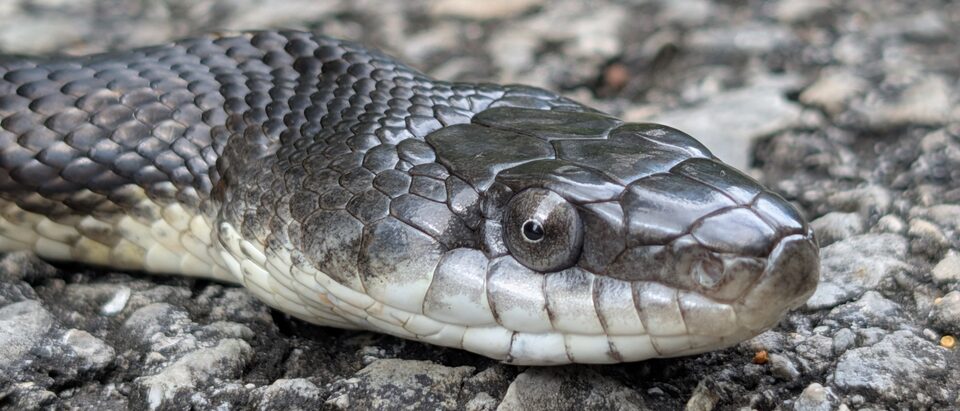 What Do You Do If a Snake Is in Your Bathroom?