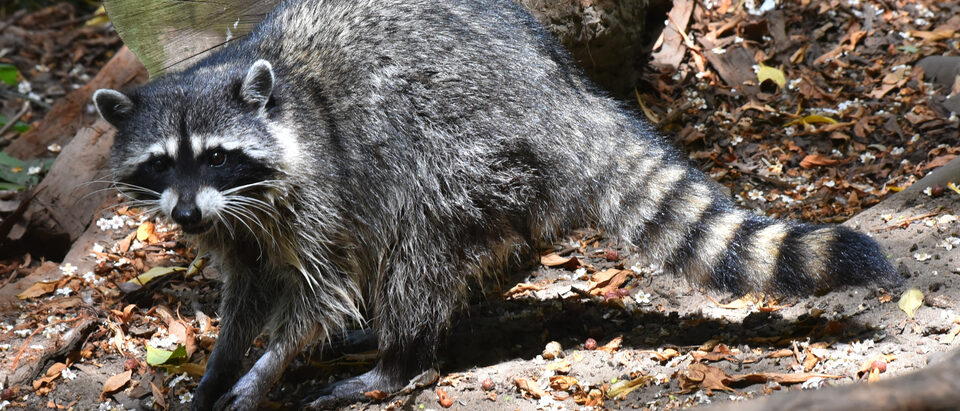 Raccoon Procyon lotor