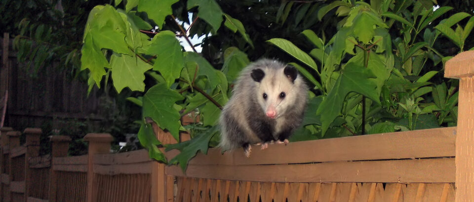What Kills Possums Fast: A Humane Approach