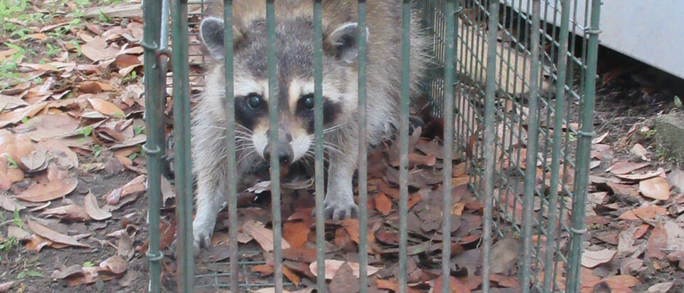 Louisiana Raccoon in metal live catch-trap, 31 March 2026.
Raccoons are not unco