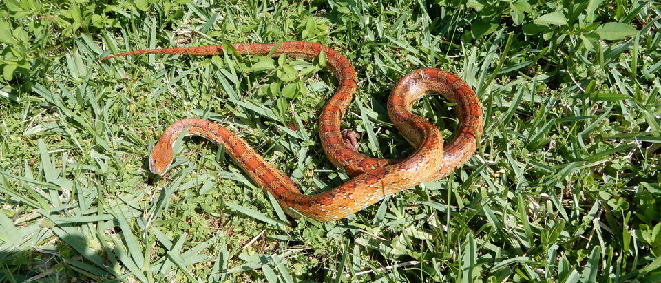 What to Do When a Snake Gets in Your Car Engine