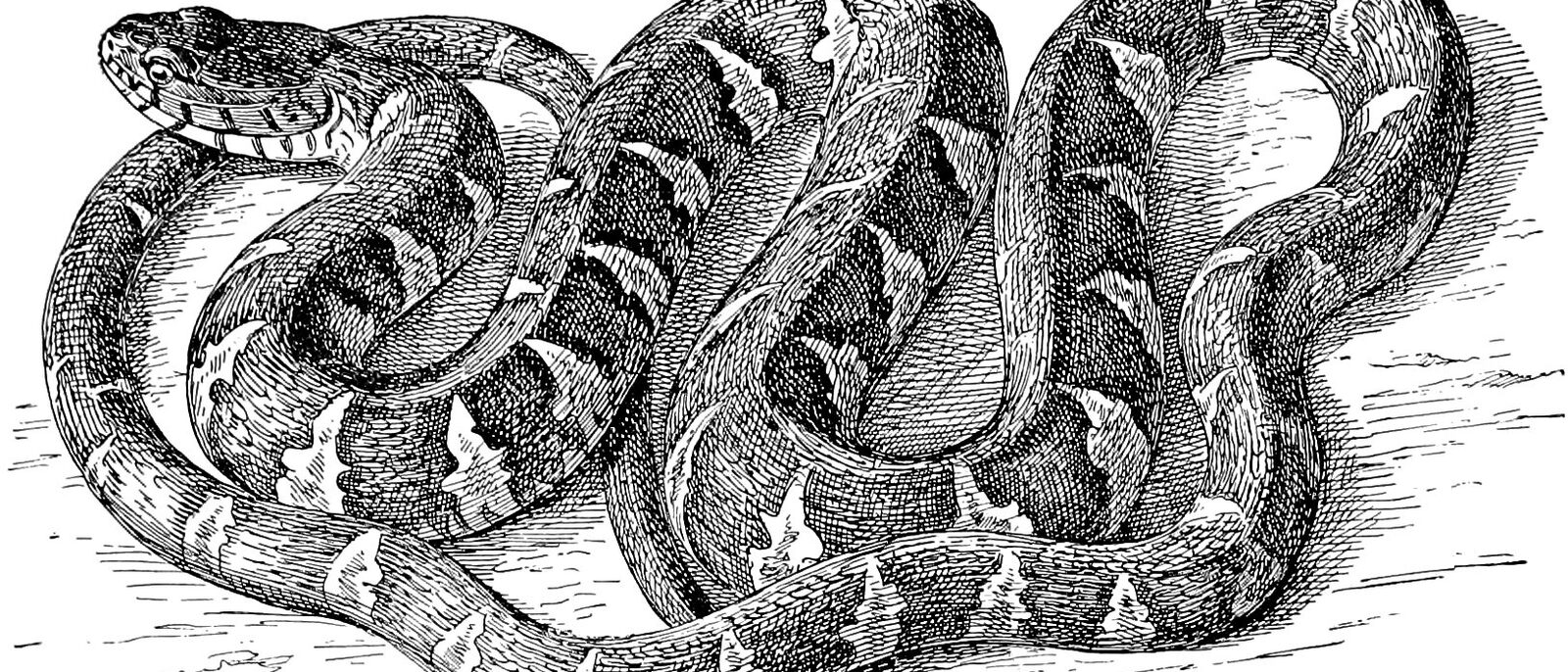 Water Snake from The turtles, snakes, frogs and other reptiles and amphibians of