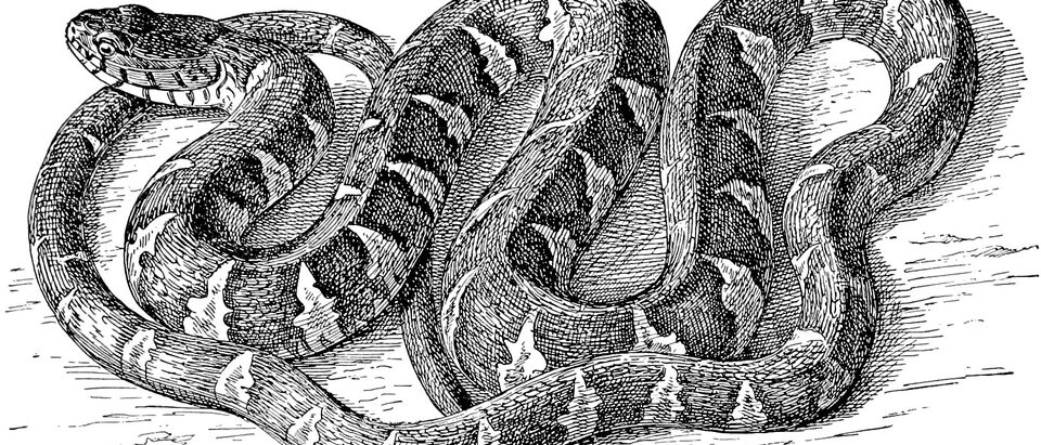 What to Do When a Snake Swims in Your Pool