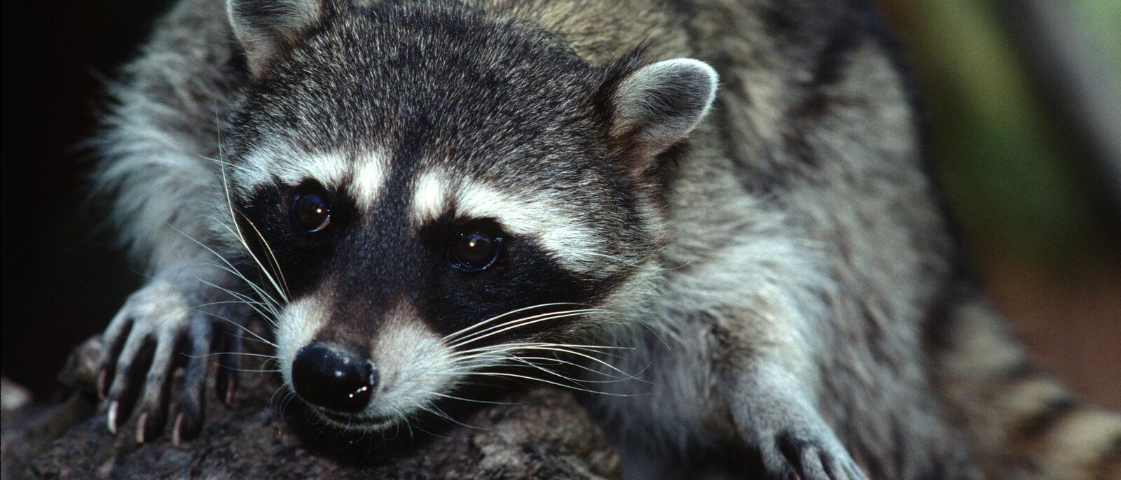 The northern raccoon (Procyon lotor) is known for its black mask across the eyes