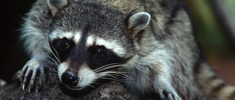 The northern raccoon (Procyon lotor) is known for its black mask across the eyes