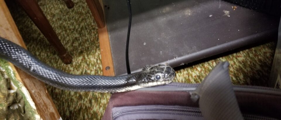 Where Do Snakes Hide in Houses?