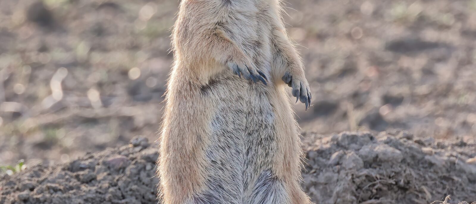 Black-tailed prairie dog (Cynomys ludovicianus), Grasslands National Park, Saskatchewan, Canada