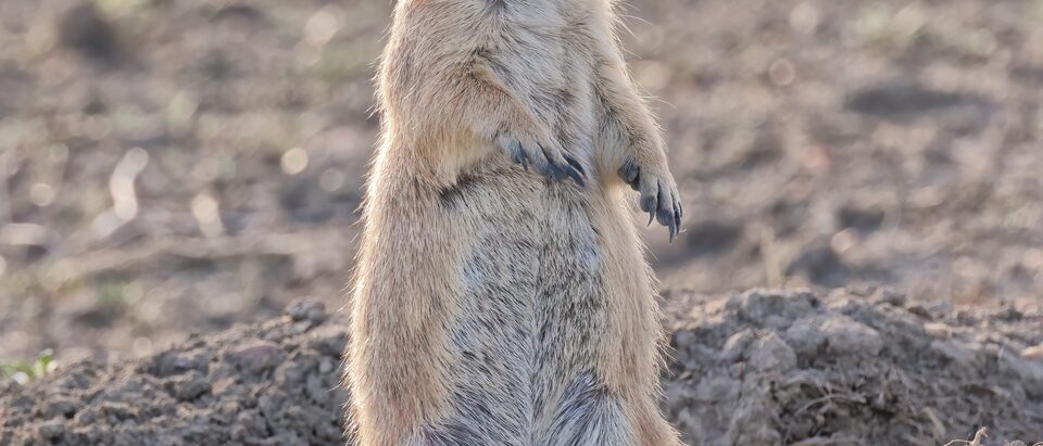 Black-tailed prairie dog (Cynomys ludovicianus), Grasslands National Park, Saskatchewan, Canada