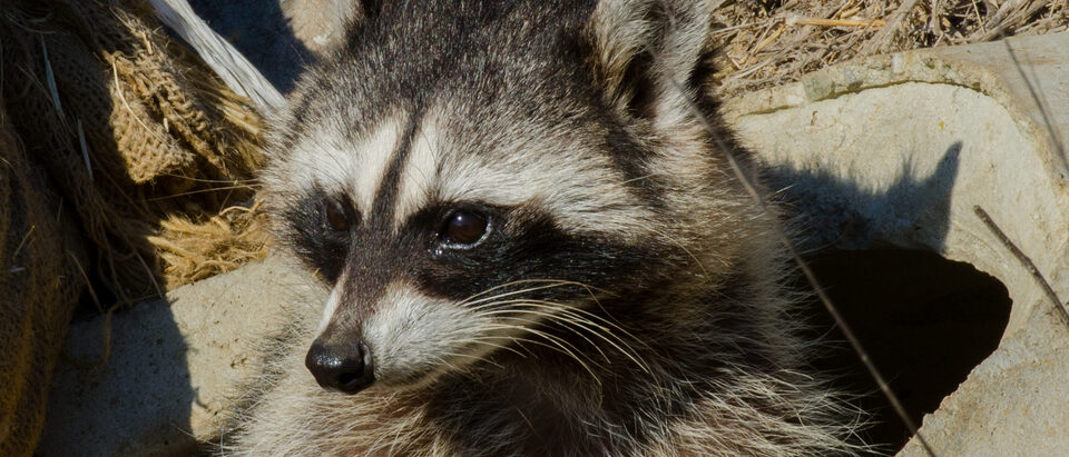 Common Raccoon (Procyon lotor)
Rodeo Lagoon
Marin County, CA