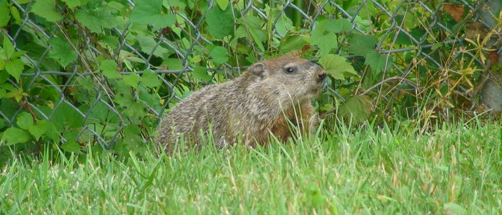 Woodchuck
