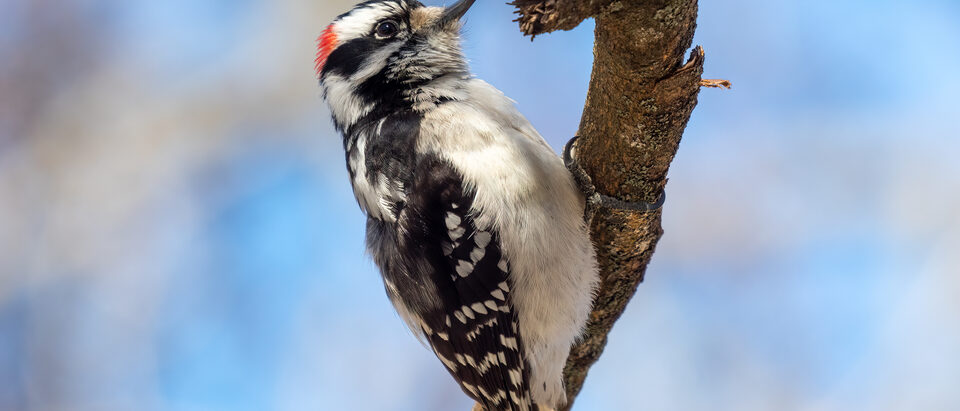 Woodpecker in the House Walls: What to Do