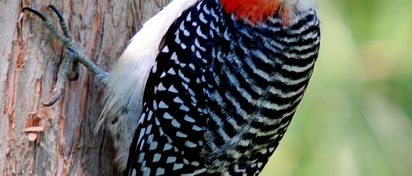 Red-bellied Woodpecker on a tree. Captured from Peacevalley Nature Center, Doylestown, PA.