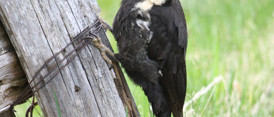 Woodpecker Removal Cost: What to Expect