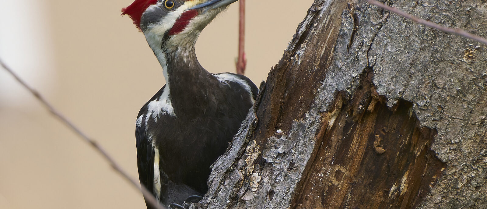 Pileated Woodpecker. Glastonbury, CT USA