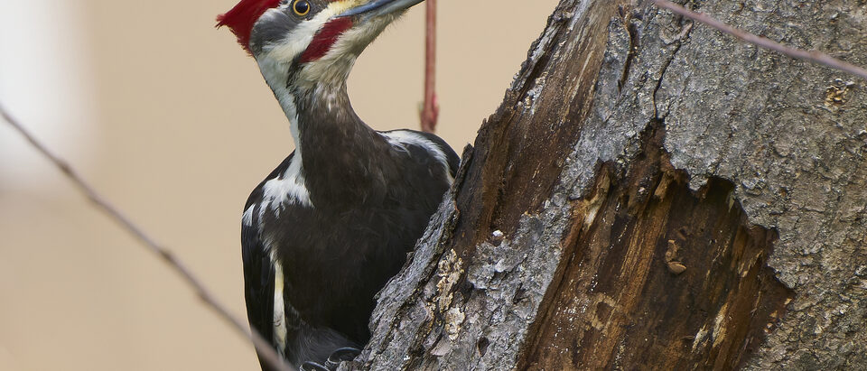 Woodpecker Stuck in the Attic: What to Do