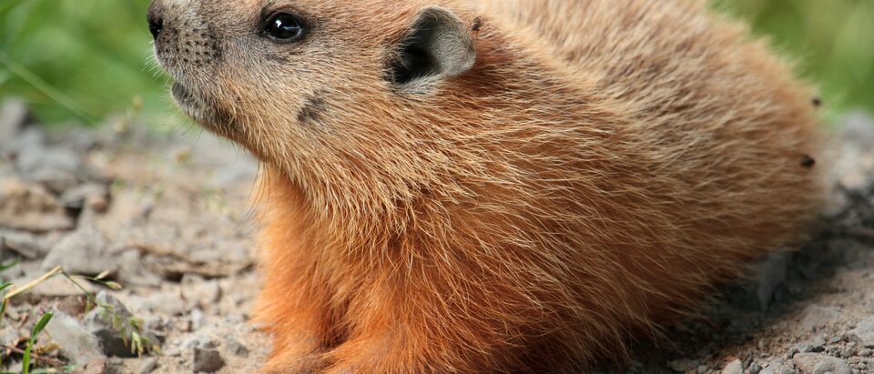 The 7 Best Groundhog Repellents That Actually Work