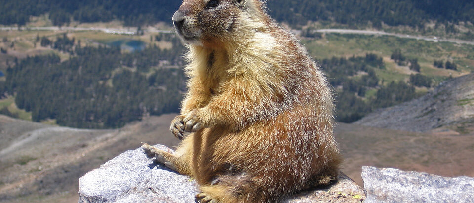 The 7 Best Groundhog Baits and Lures for Trapping