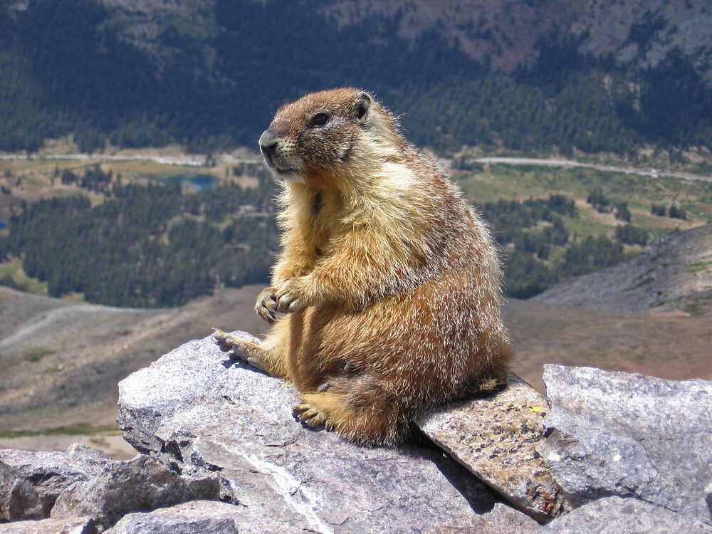 Yellow-bellied marmot, a western mountain species