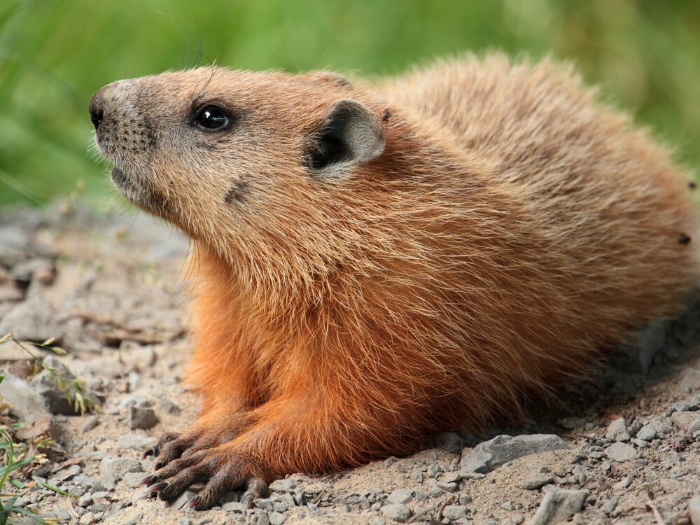 Groundhog, the eastern species