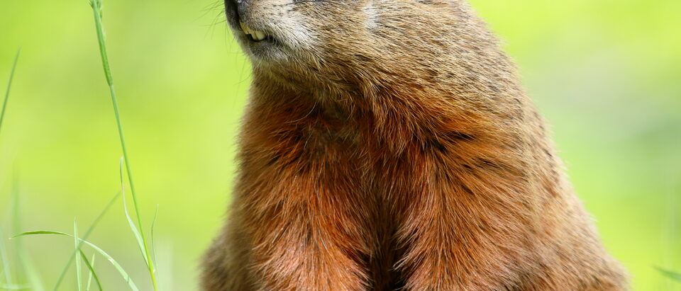 The 7 Best Groundhog Traps for Safe Removal