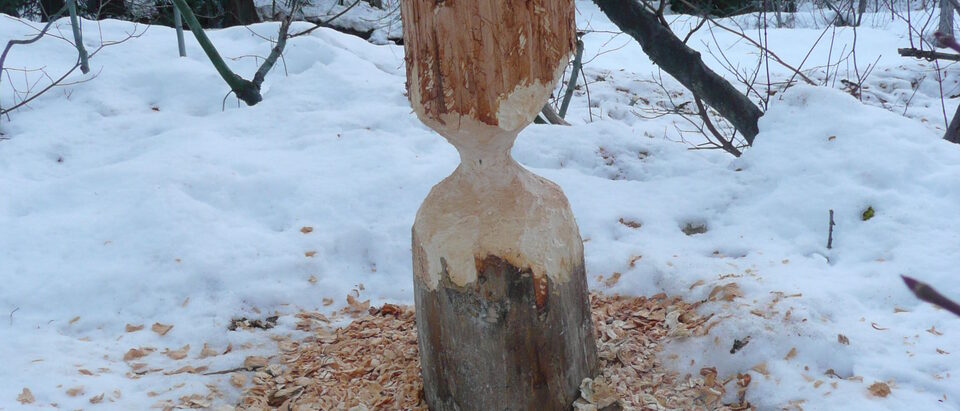 Stump gnawed to a point by a beaver