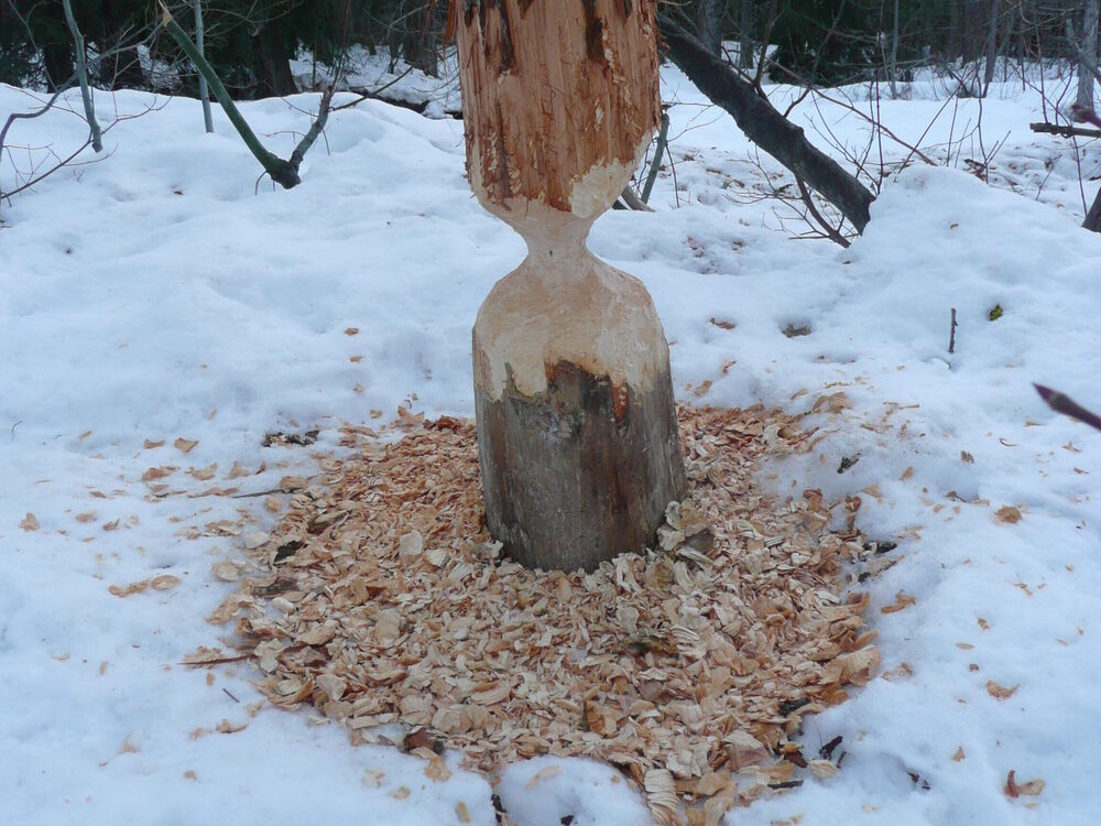 Tree gnawed by a beaver