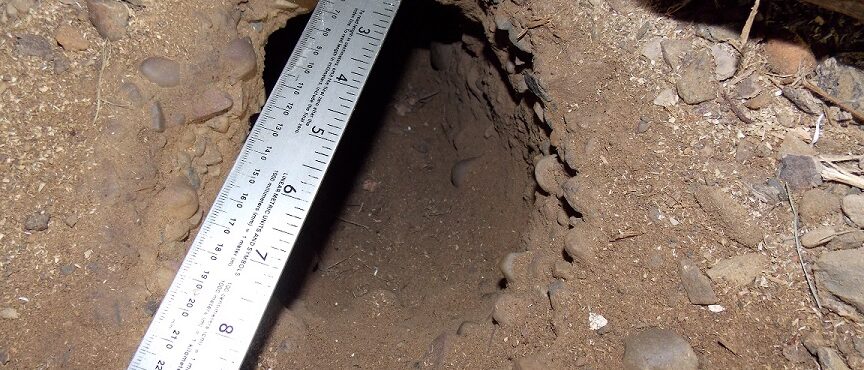 A groundhog burrow hole showing size.