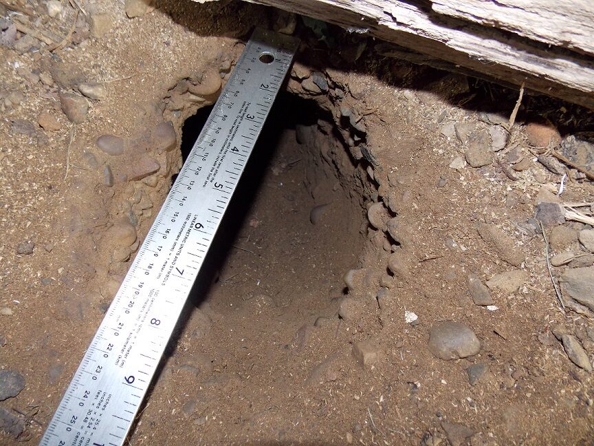 Groundhog burrow in the open