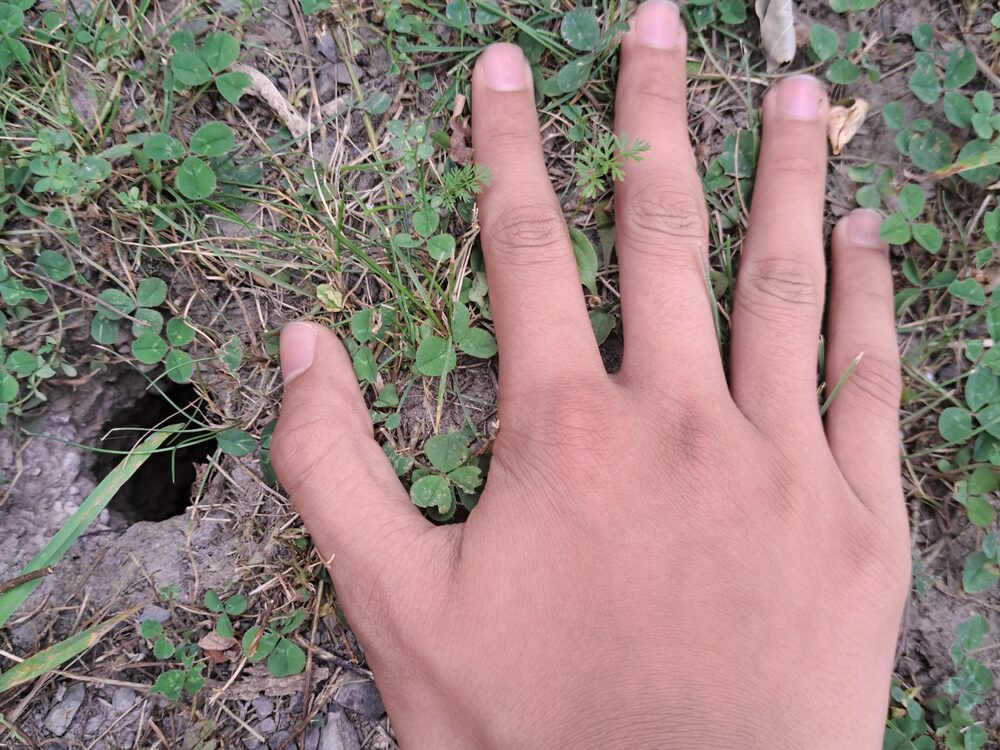 Chipmunk burrow