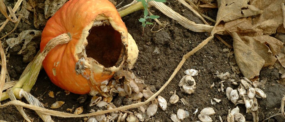 Pumpkin gnawed open by rodents in a garden