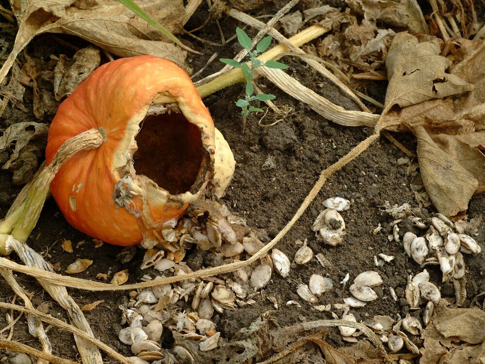 Garden crop gnawed open
