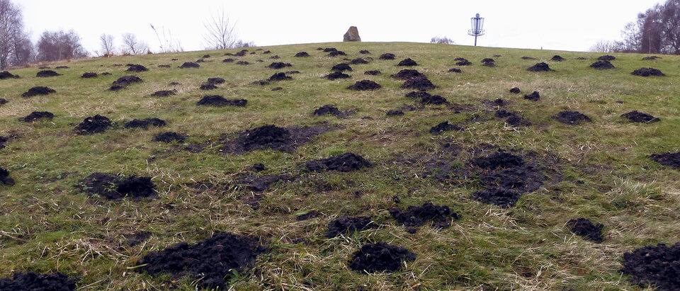 Mole hills pushed up across a lawn