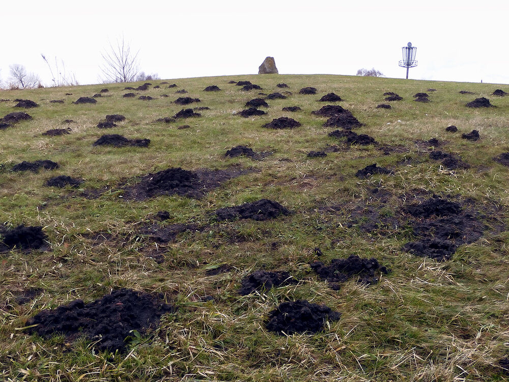 Mole hills across the lawn