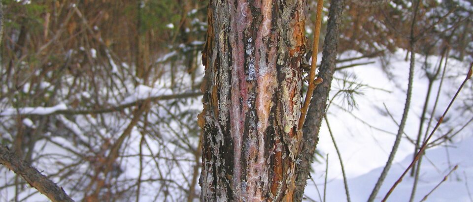 Bark rubbed off a tree trunk by a deer