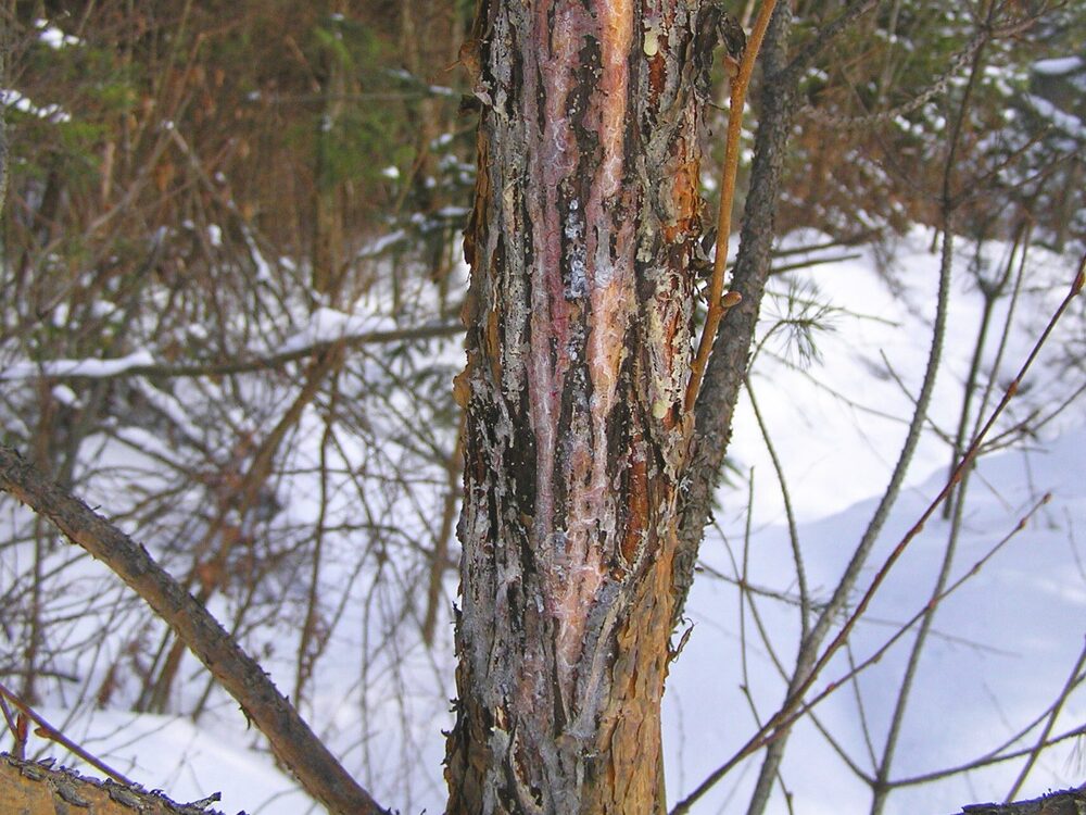 Bark rubbed off a young tree