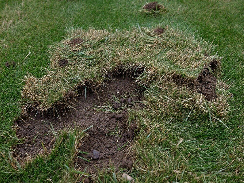 Turf peeled back while digging for grubs