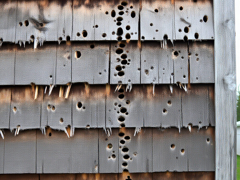 Woodpecker holes pecked through wood siding