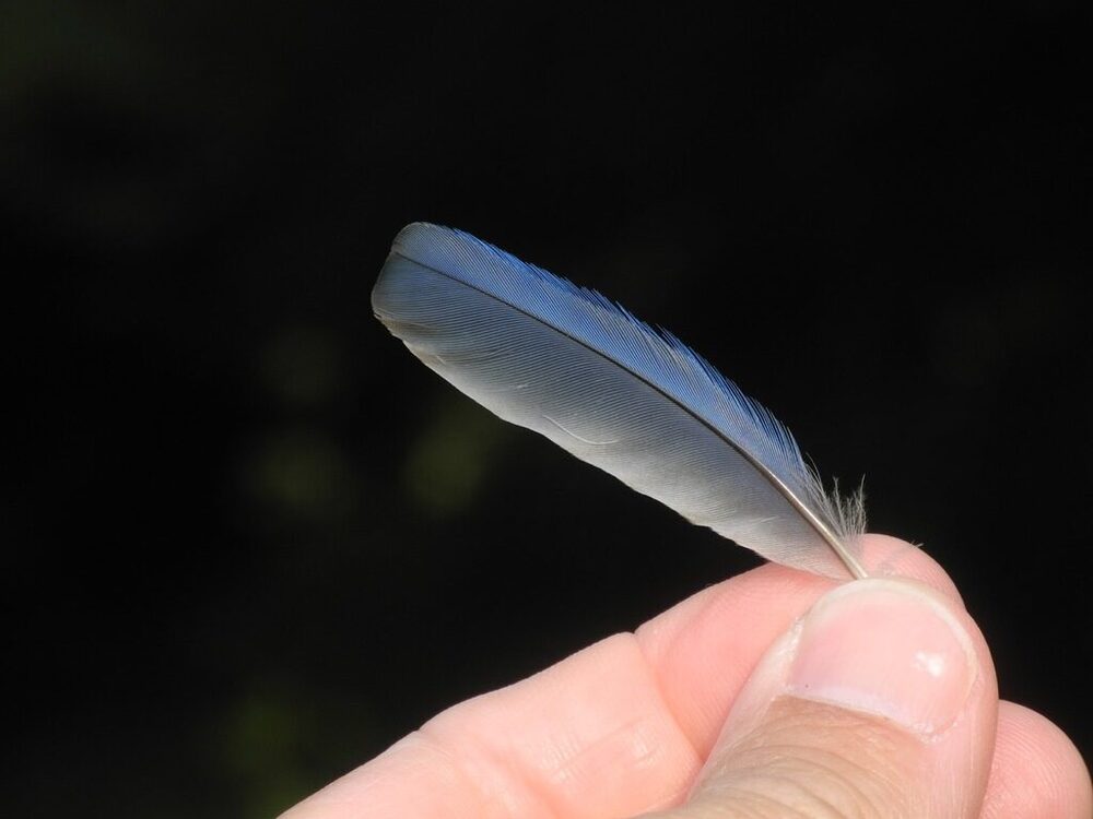 Eastern bluebird feather