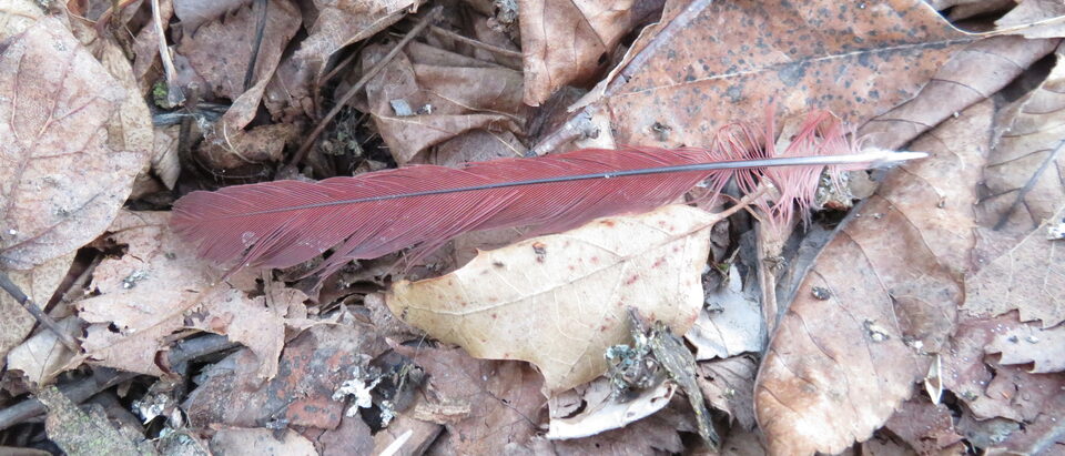Northern cardinal feather