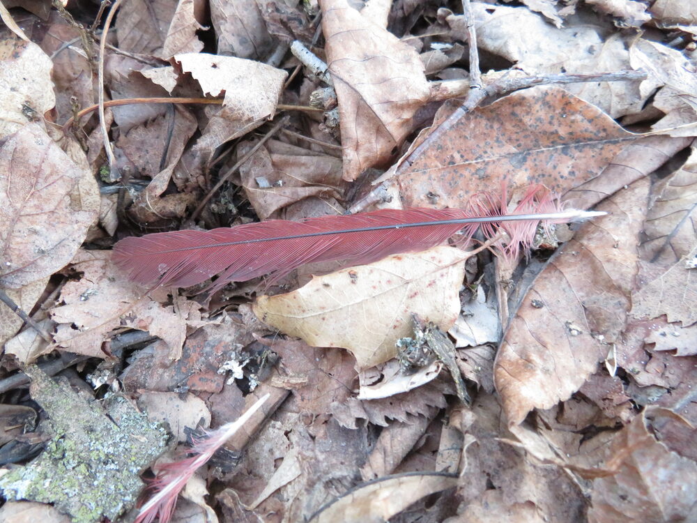 Northern cardinal feather