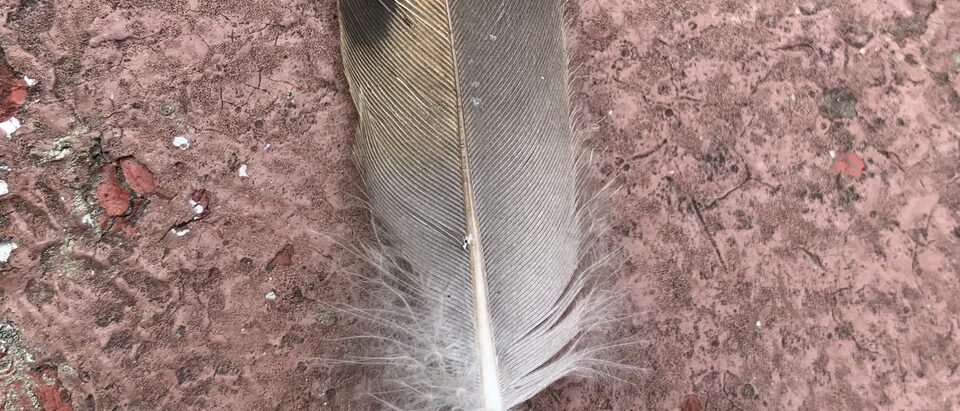 Mourning dove feather