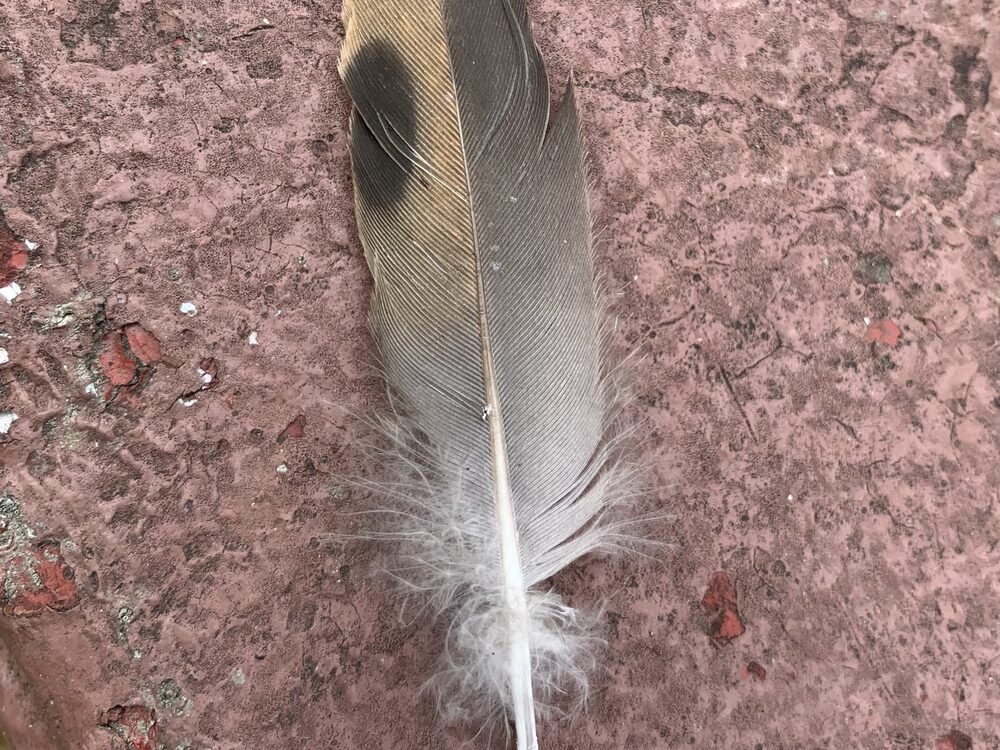Mourning dove feather