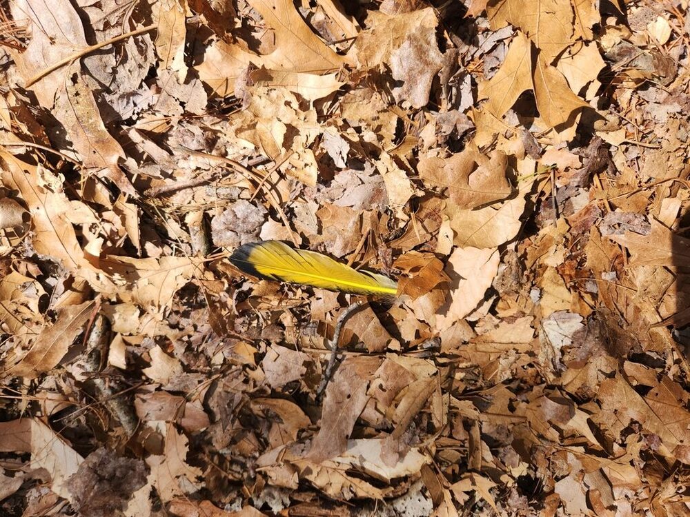 Northern flicker feather